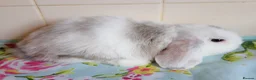 Mini Lop rabbits for sale: Pedigree Mini Lops in Tamworth - Advert 4