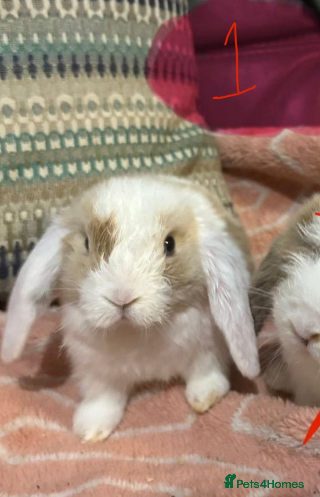 Mini Lop rabbits for sale: 8 beautiful friendly baby mini lops  - Image 6