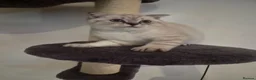 Scottish Fold cats for sale: Scottish Fold - Advert 7