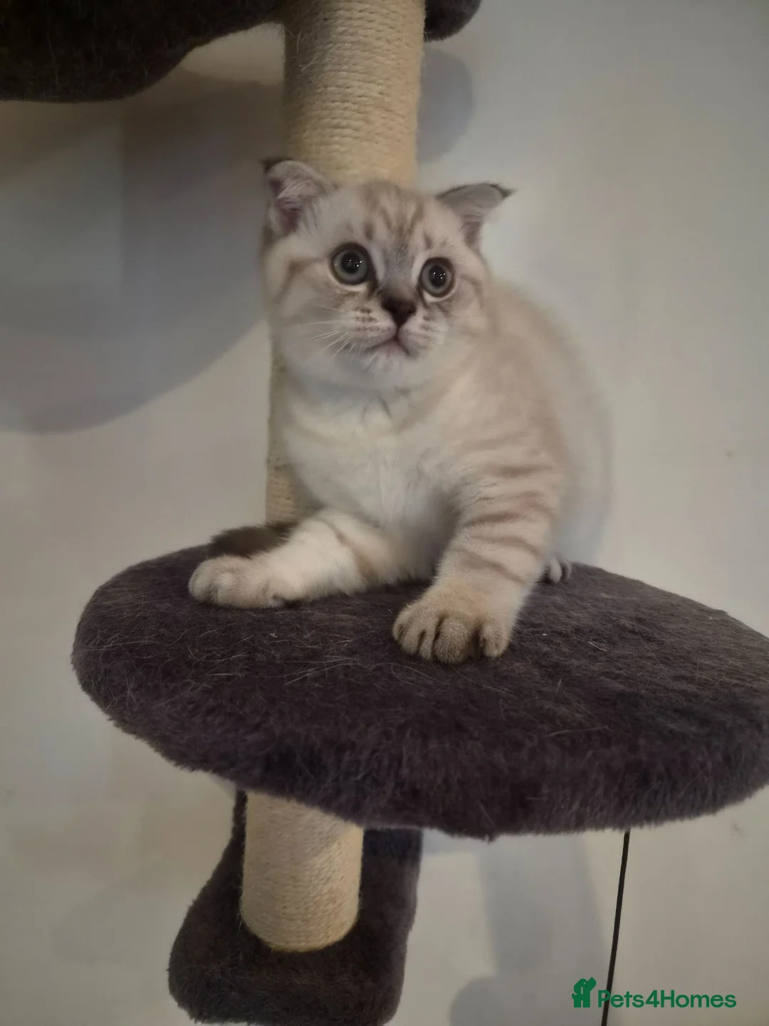 Scottish Fold cats for sale: Scottish Fold - Advert 7