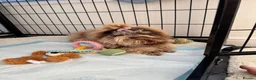 Miniature Poodle dogs for sale: Miniature Japanese toy poodle  - Advert 2