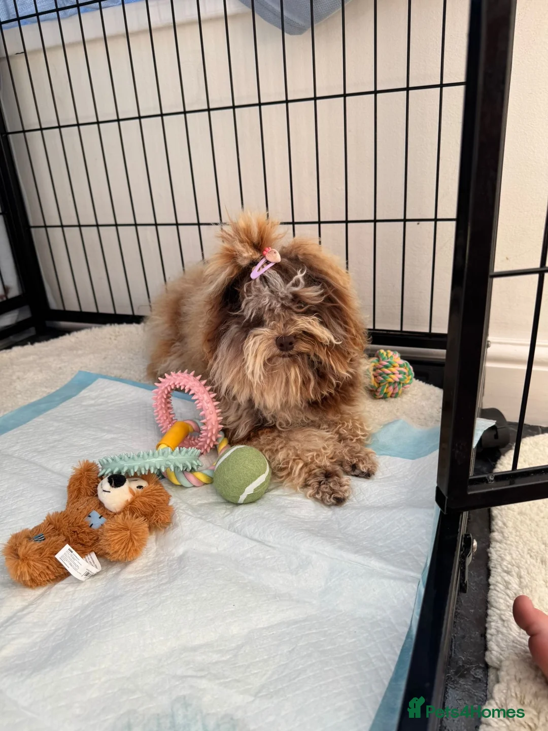 Miniature Poodle dogs for sale: Miniature Japanese toy poodle  - Advert 2