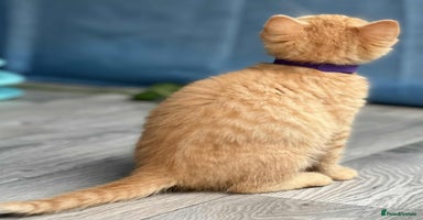 British Shorthair cats - Advert 10