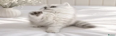 Lulu