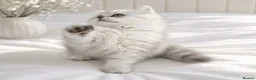 Persian cats for sale: GCCF registered beautiful silver Persian kittens  - Advert 2