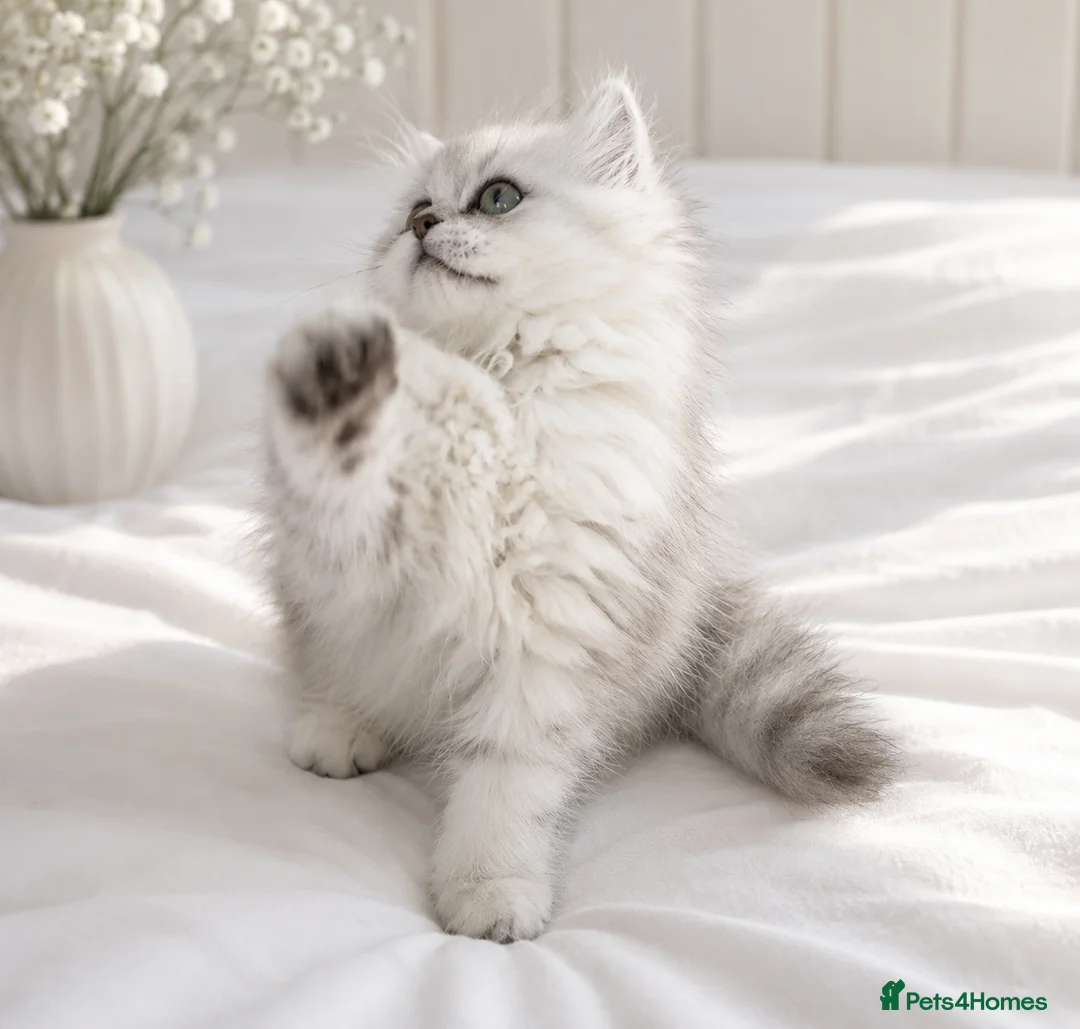 Persian cats for sale: GCCF registered beautiful silver Persian kittens  - Advert 2