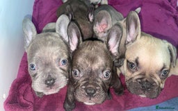 French Bulldog dogs for sale: Brindle & Fawn French Bulldog Puppies - Image 22