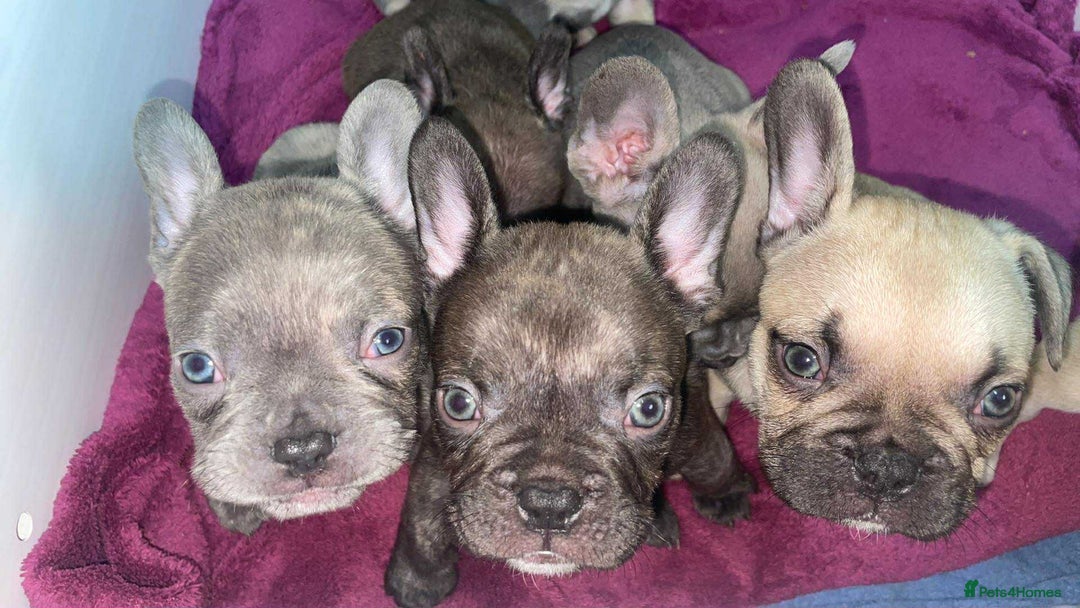 French Bulldog dogs for sale: Brindle & Fawn French Bulldog Puppies - Image 22