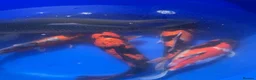 Koi Carp fish for sale: Koi Carp Reducing Sock  in Norwich - Advert 5