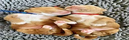 Cockapoo dogs for sale: Health Tested Multi Generational Cockapoos  - Advert 6