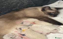 Ragdoll cats for sale: Ragdoll - Image 1