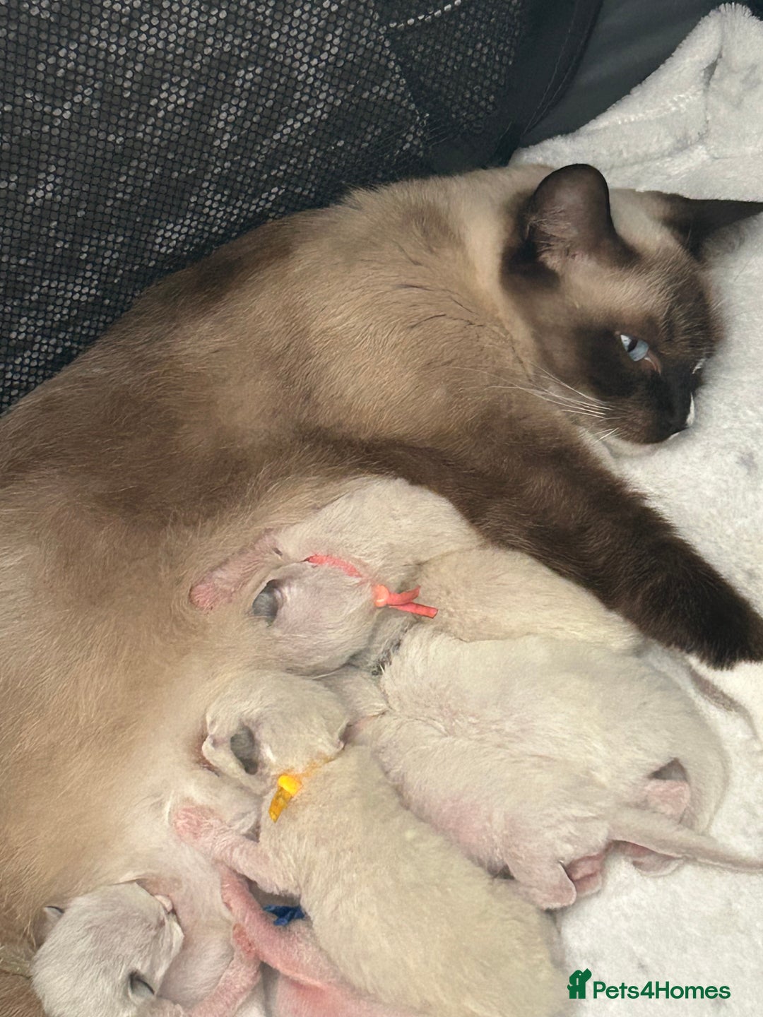 Ragdoll cats for sale: Ragdoll - Image 1