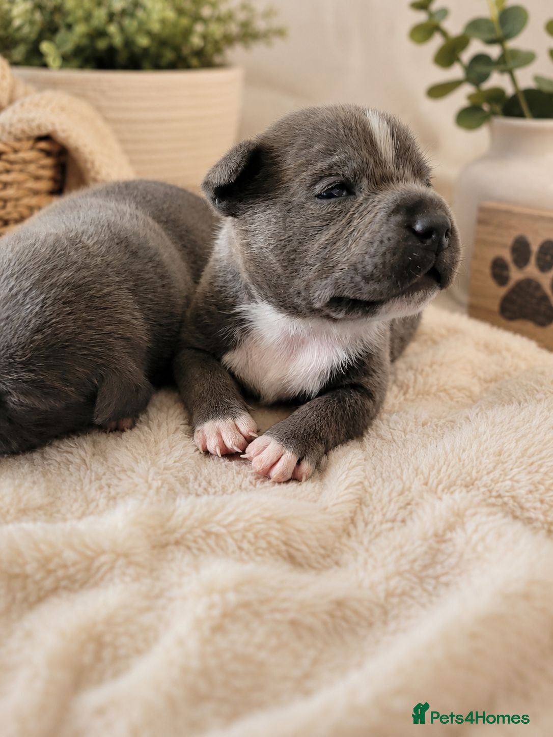 Staffordshire Bull Terrier dogs Kc registered blue staffys - Advert 5