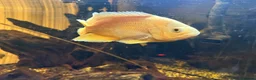 Other/Mixed Breed fish for sale: Albino Oscar - Advert 2
