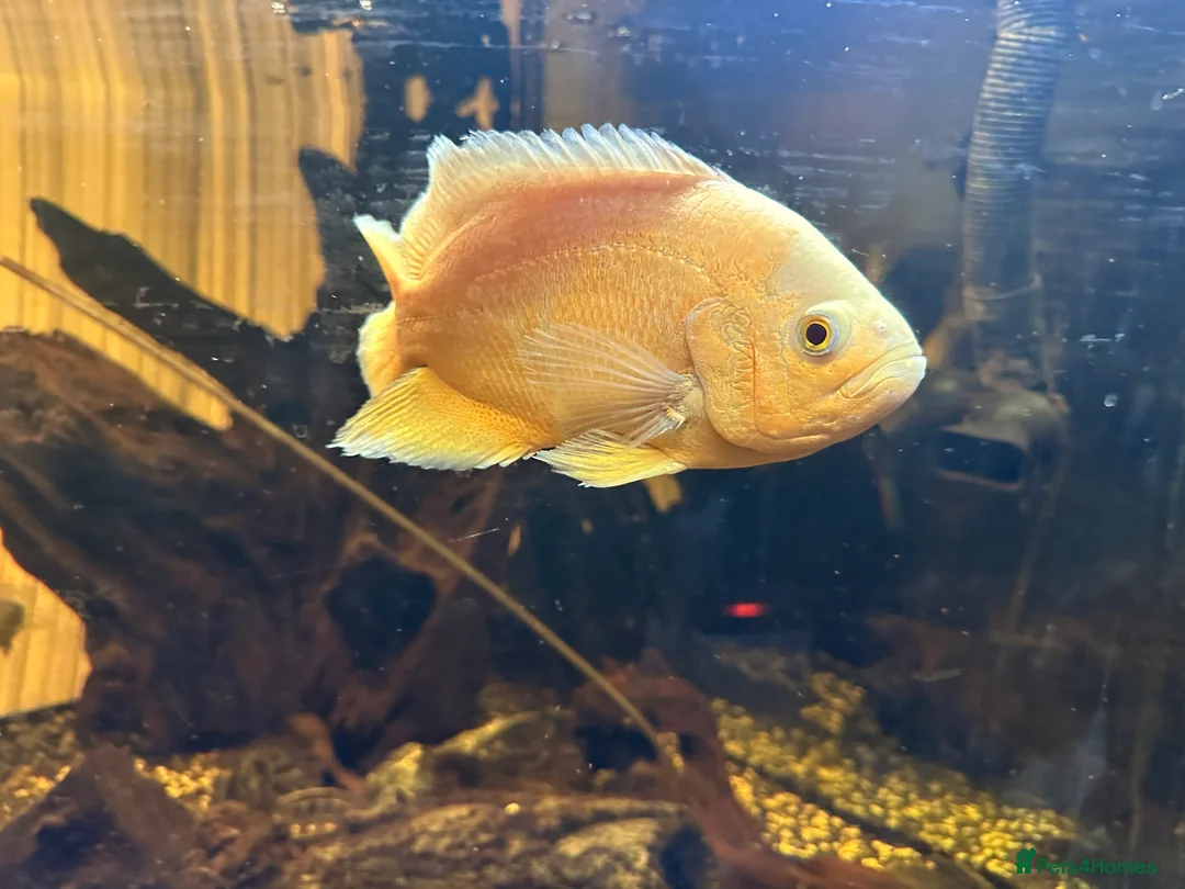 Other/Mixed Breed fish for sale: Albino Oscar - Advert 2
