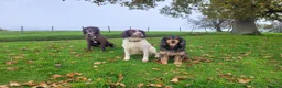 Sprocker dogs for sale: Beautiful, healthy Spaniel puppies. in Dover - Advert 35