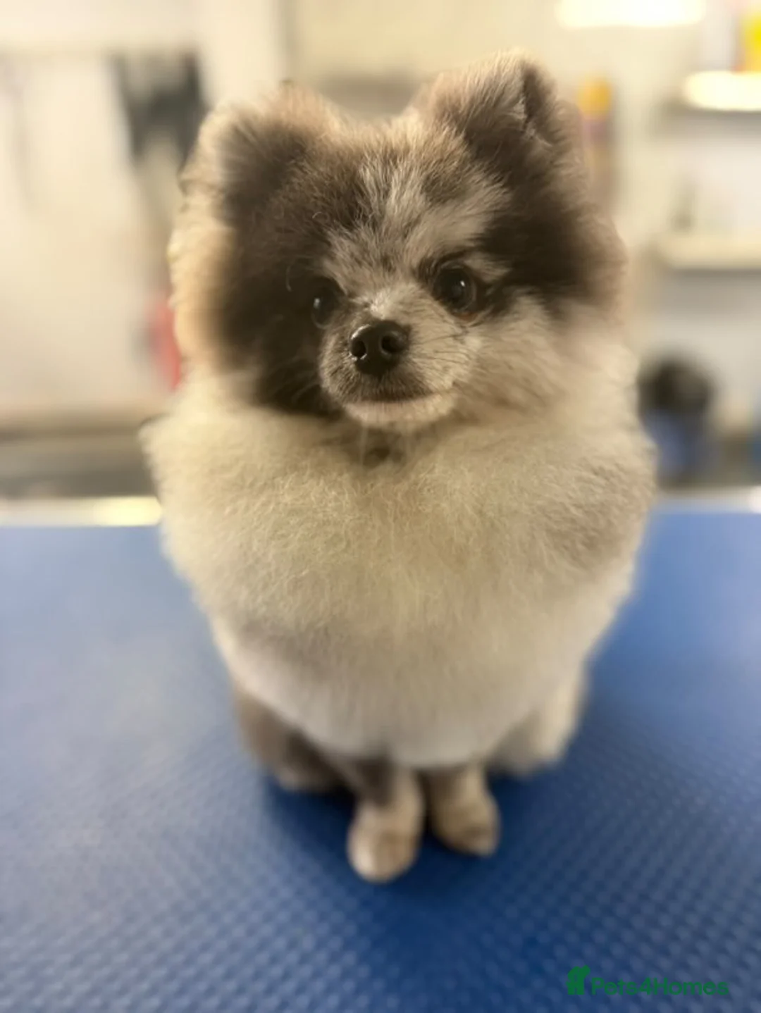 Pomeranian dogs for stud: Stud duties - Advert 4