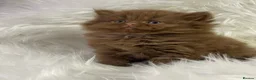 British Shorthair cats for sale: Luxury cinnamon/brown British longhair kitten - Advert 10