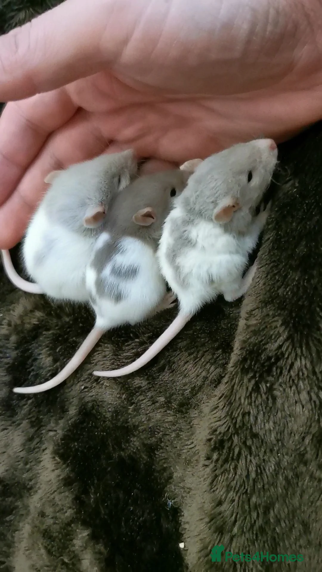 Rat rodents for sale: Dumbo Rats or Top eared. - Advert 12
