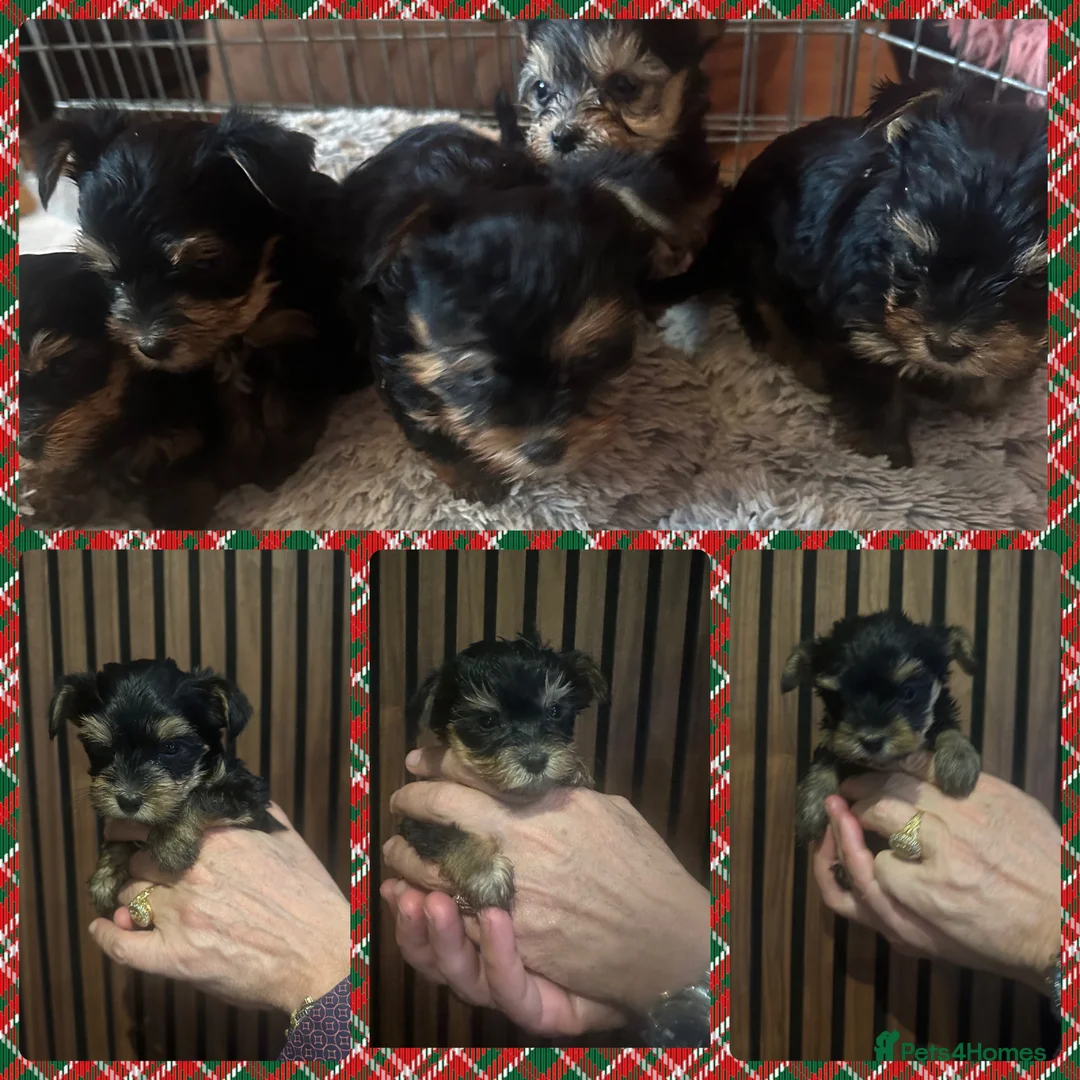 Yorkshire Terrier dogs for stud: Yorkshire terrier to stud in Dagenham - Advert 7