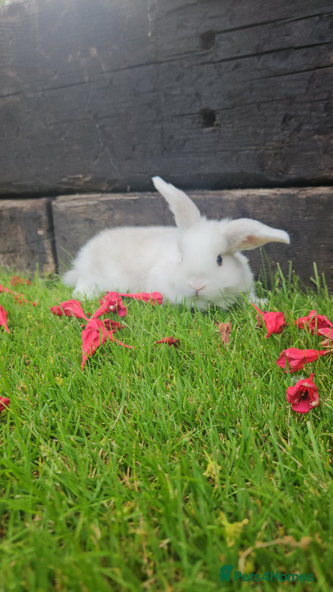 Mini Lop rabbits Gorgoeus male mini lop baby - Advert 14