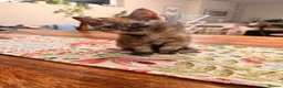 Mixed Breed cats for sale: Beautiful 1/2 Maine coon 1/4 Persian kittens  in Stanford-le-Hope - Advert 5