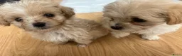 Maltipoo dogs for sale: 🌟 **Adorable Maltipoo Puppies!** 🌟  - Advert 28