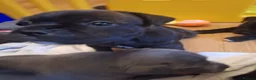 Staffordshire Bull Terrier dogs for sale: Staffordshire ball terrier black brindle female - Advert 9