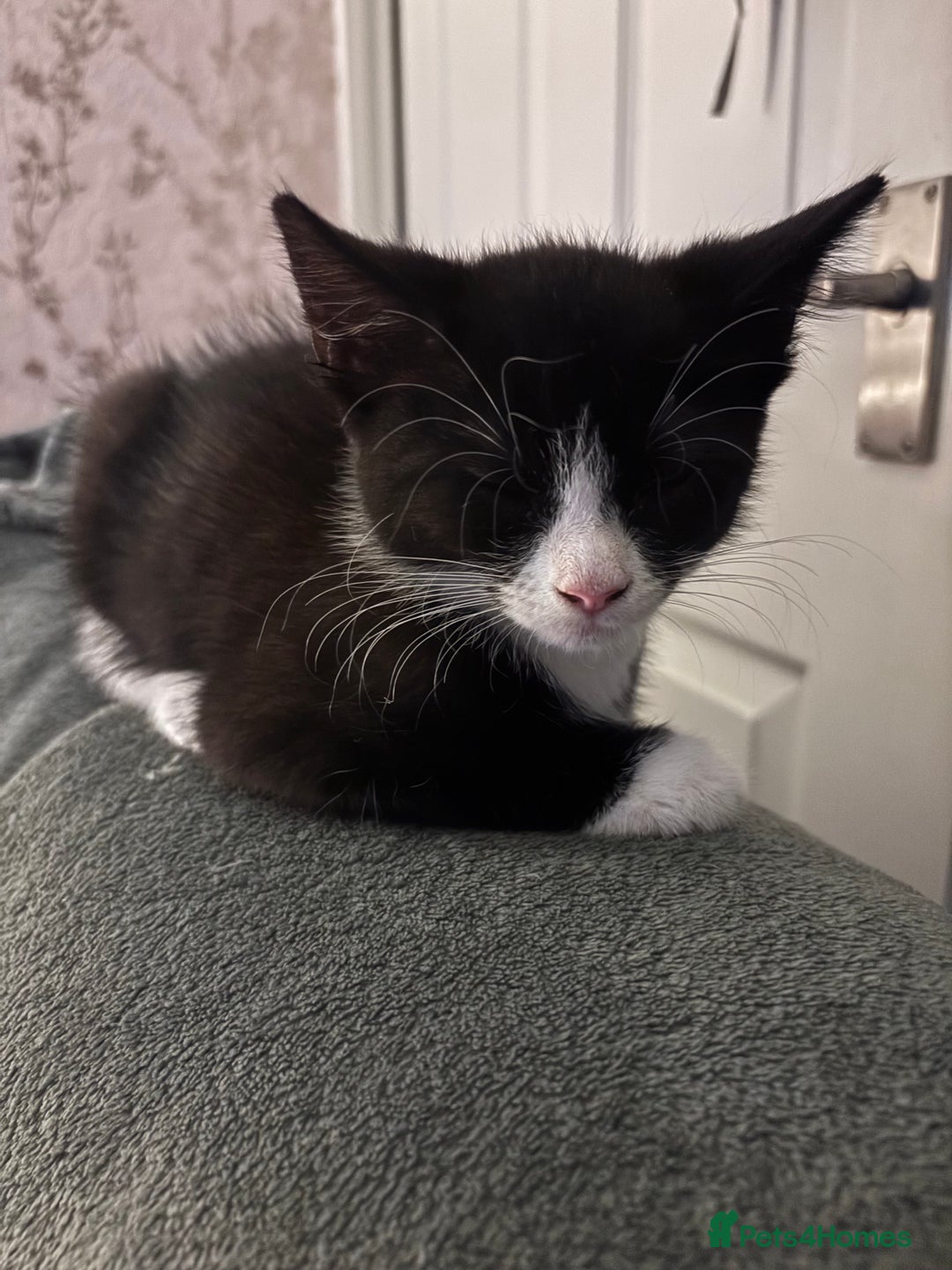 Mixed Breed cats for sale: FUR BABIES READY FOR THERE FOREVER HOMES  - Image 11