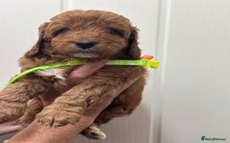 Cavapoo dogs for sale: ❤️ F1B CAVAPOOS 5* health checked ❤️ - Image 16