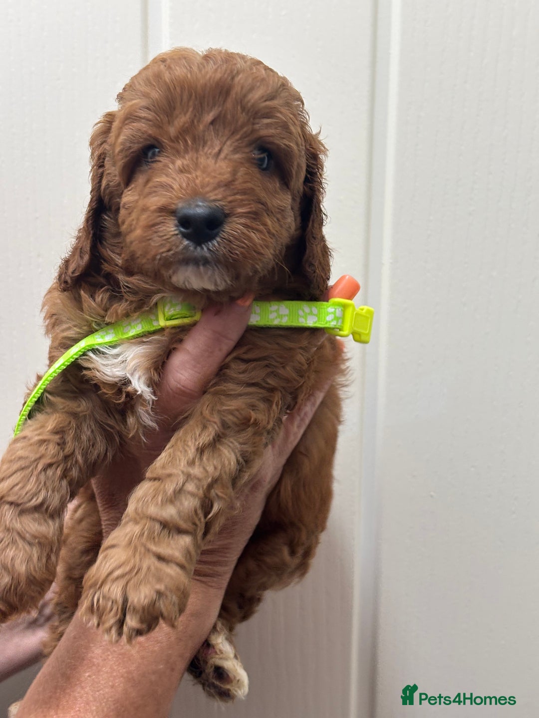 Cavapoo dogs for sale: ❤️ F1B CAVAPOOS 5* health checked ❤️ - Image 16