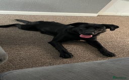 Borador dogs for sale: 11 month collie x Labrador  - Image 1