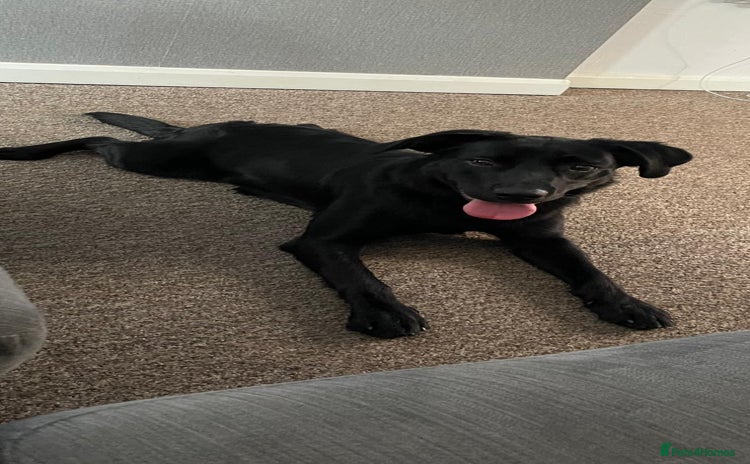 Borador dogs - Advert 1