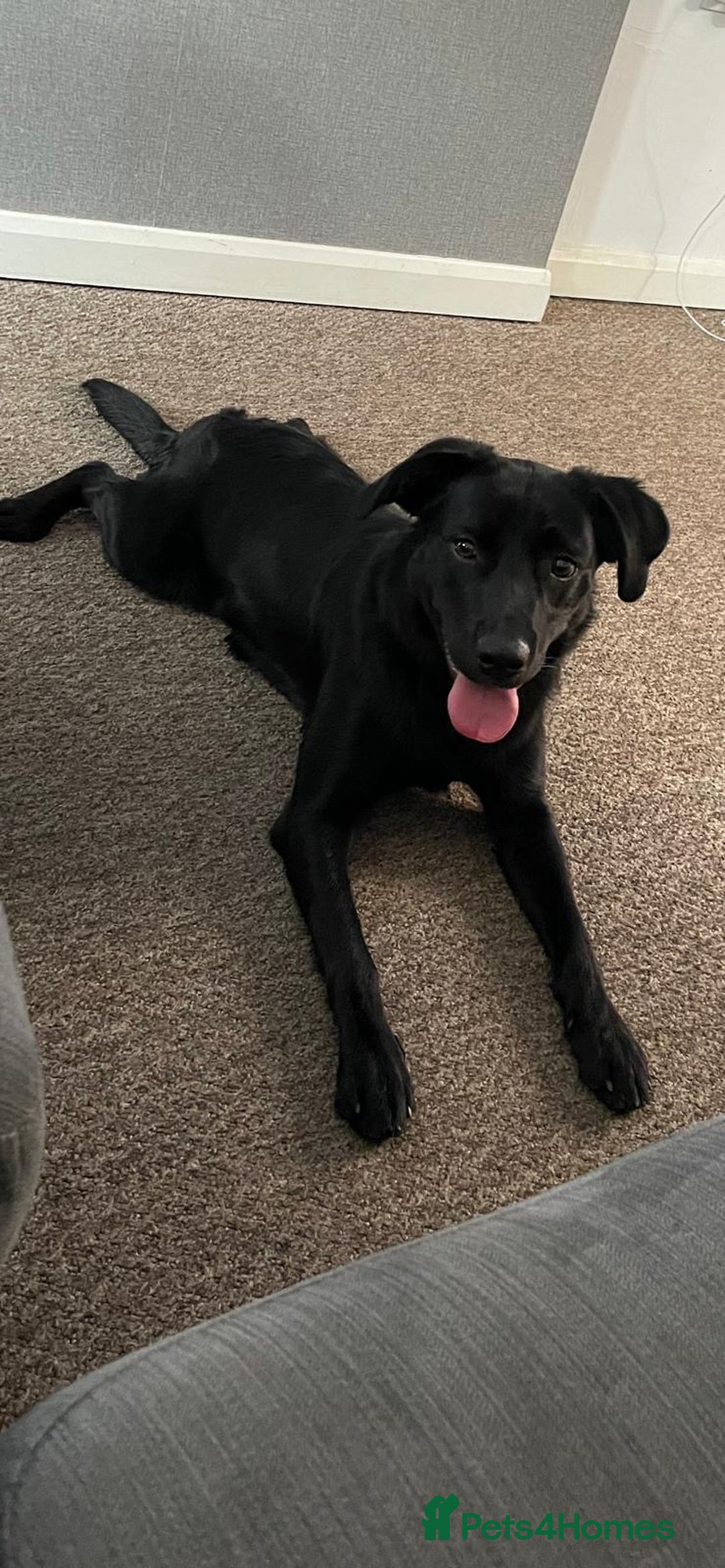 Borador dogs for sale: 11 month collie x Labrador  - Image 1