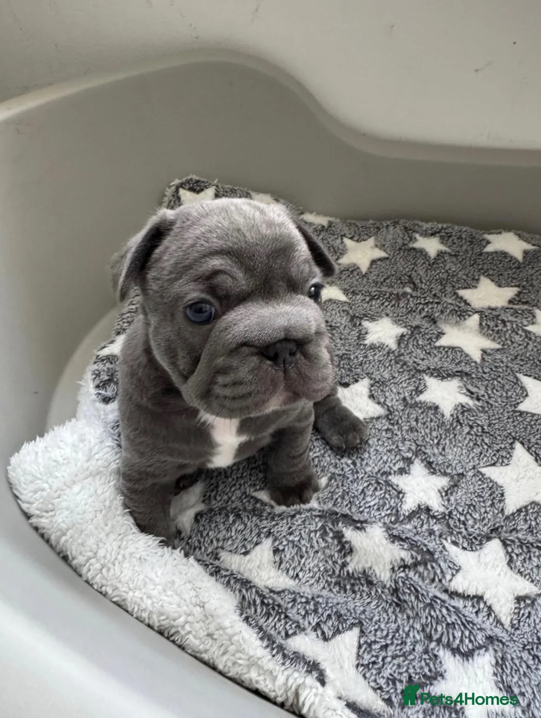French Bulldog dogs for sale: Beautiful French Bulldog Puppies  in Gillingham - Advert 10