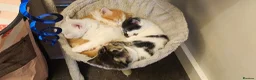 Mixed Breed cats for sale: MAINE COON X AMERICAN SHORT HAIR - Advert 9