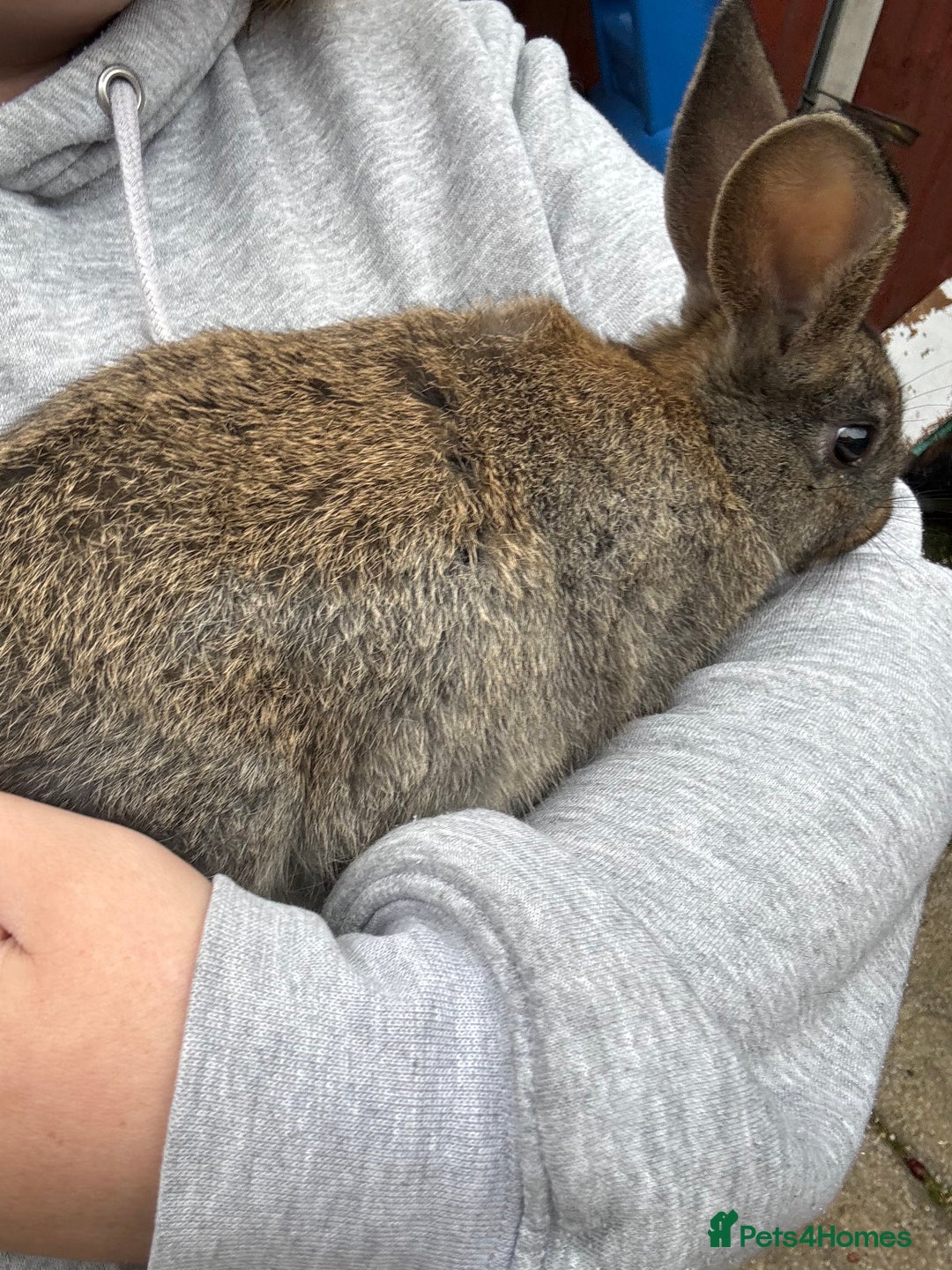 English rabbits for sale: 2 male rabbits  - Image 3