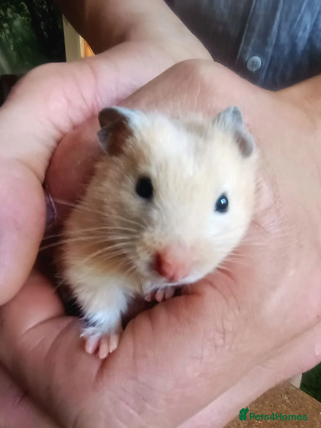 Hamster rodents for sale: 5weeks❤SYRIAN HAMSTER❤ - Advert 2