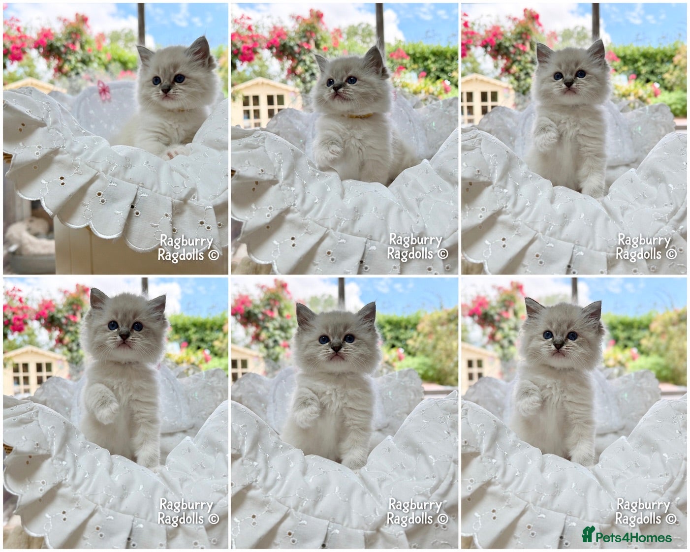 Ragdoll cats PET only boys  - Advert 1