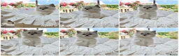 Ragdoll cats for sale: PET only boys  - Advert 1