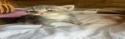 Mixed Breed cats for sale: Persian x Siamese  kittens for sale  in Canterbury - Advert 5