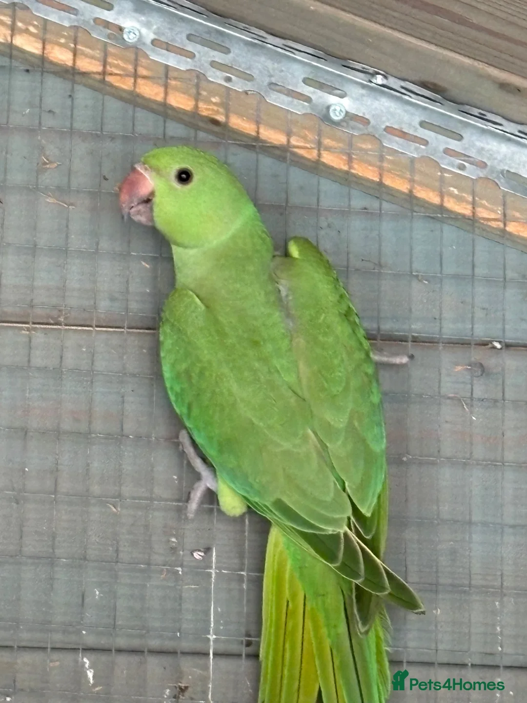 Ringnecks birds for sale: Baby ringnecks - Advert 2