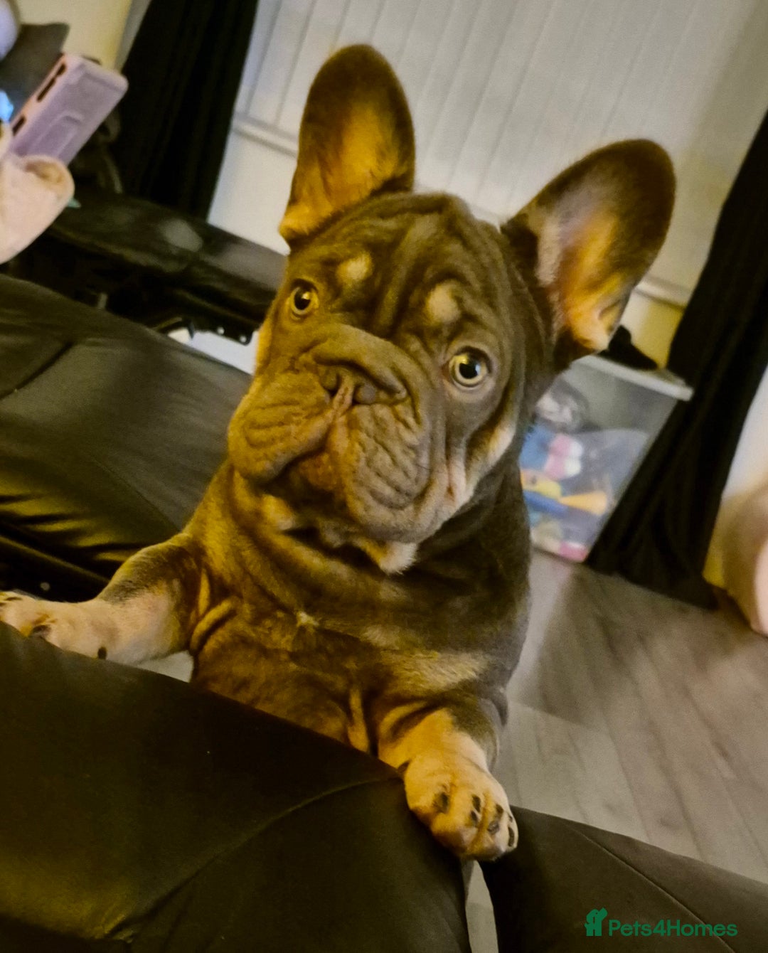 French Bulldog dogs for sale: Rocky french bulldog - Advert 3