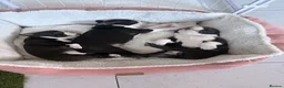 Boston Terrier dogs for sale: KC Registered Boston Terriers ready now in Chesterfield - Advert 9