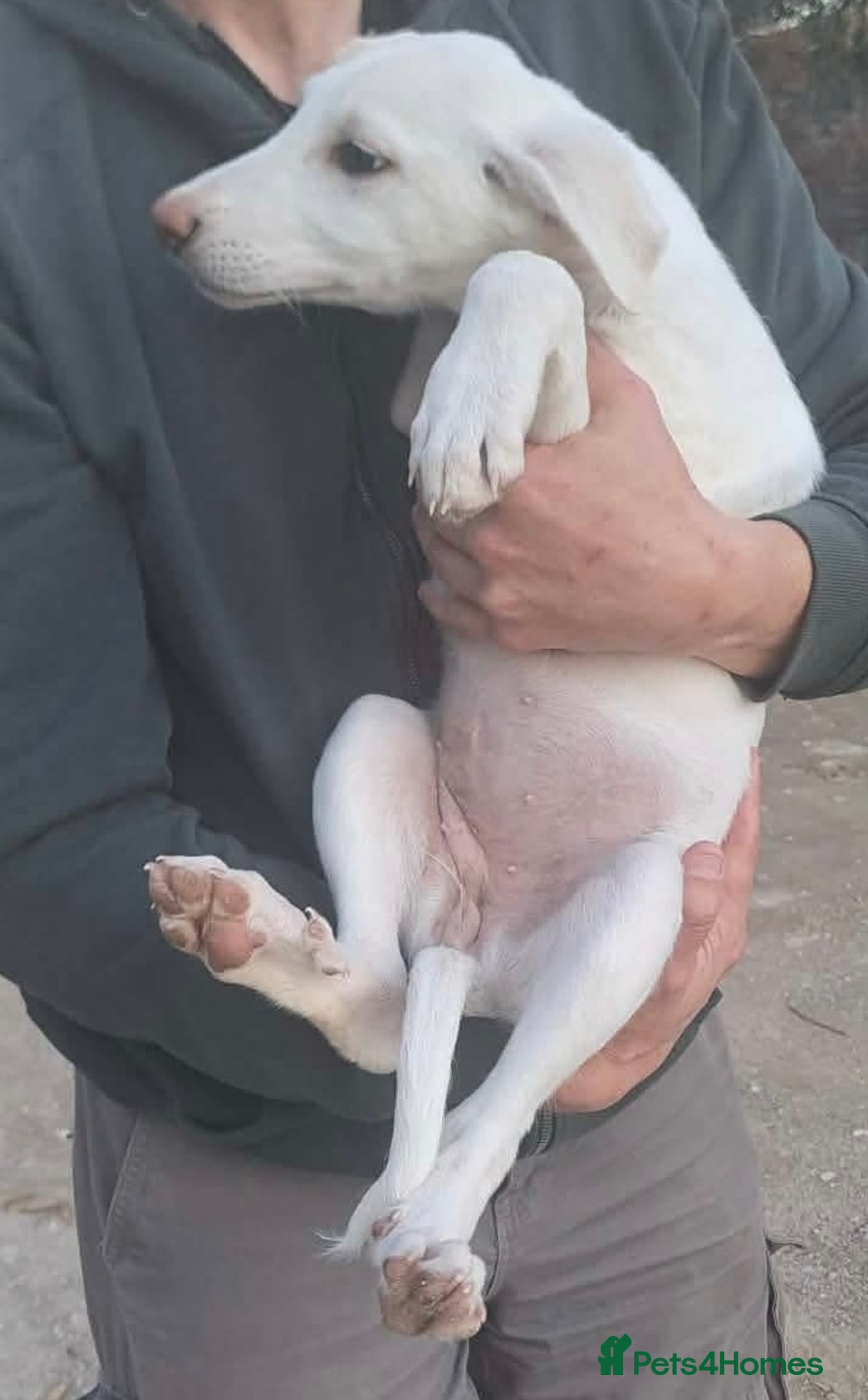 Mixed Breed dogs for adoption: Holly needs a loving home - Advert 2