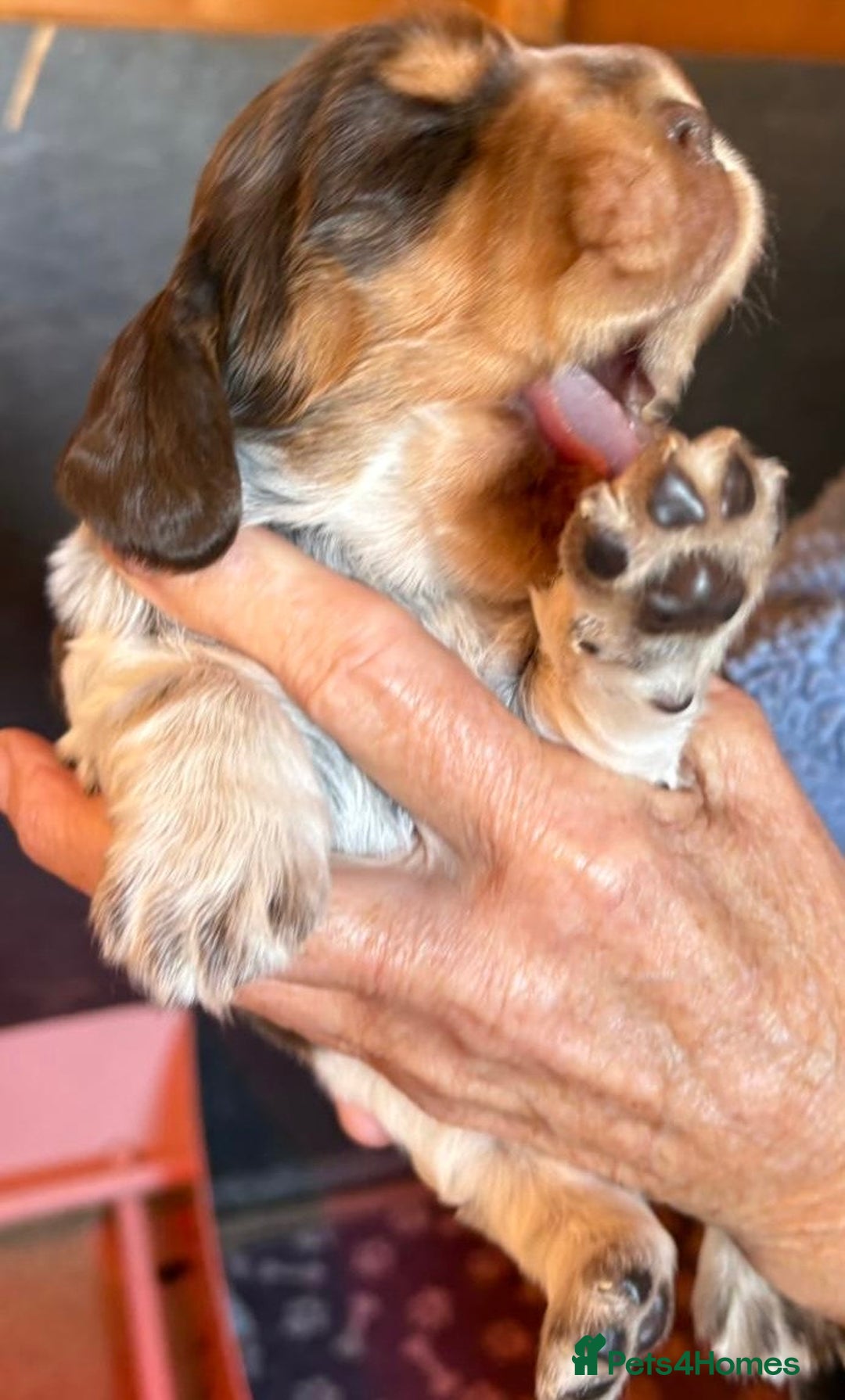 Cocker Spaniel dogs for sale: Show cocker spaniel pups  - Image 2
