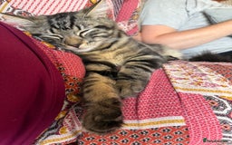 Maine Coon cats for sale: Beautiful loyal Maine coon X kitten for a new home - Image 8