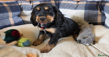 Cocker Spaniel dogs - Advert 2
