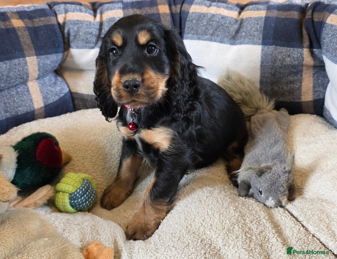 Cocker Spaniel dogs for sale: Show Type Cocker Spaniels - Image 3