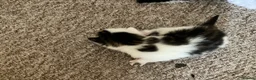 Mixed Breed cats for sale: Cute kittens - Advert 10